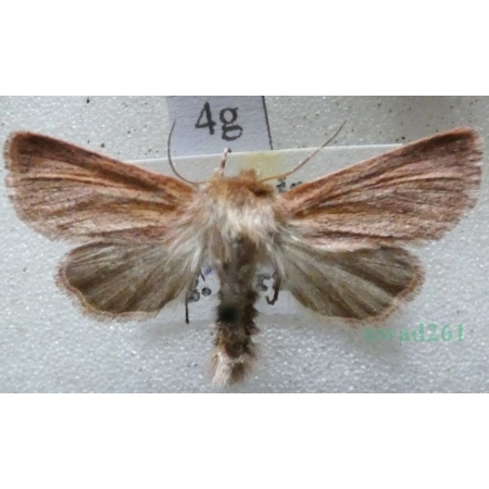 Denticucullus pygmina (Haworth, 1809) Czech4g